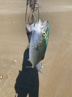 コゾクラの釣果