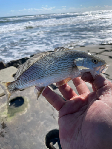 イシモチの釣果