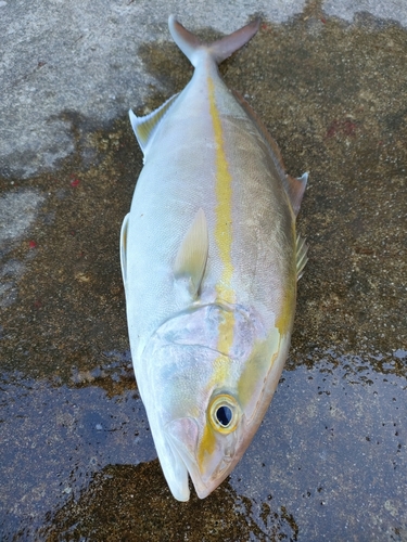 シオの釣果