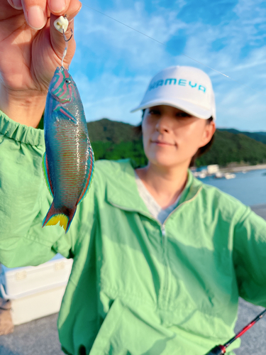 イソベラの釣果