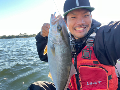 カンパチの釣果