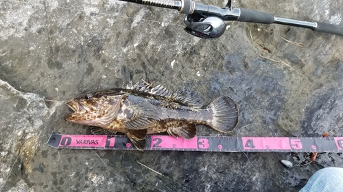 タケノコメバルの釣果