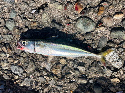 サバの釣果