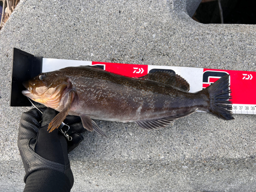 アイナメの釣果