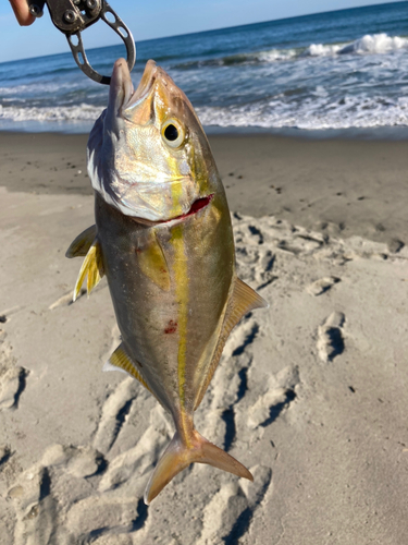 ショゴの釣果