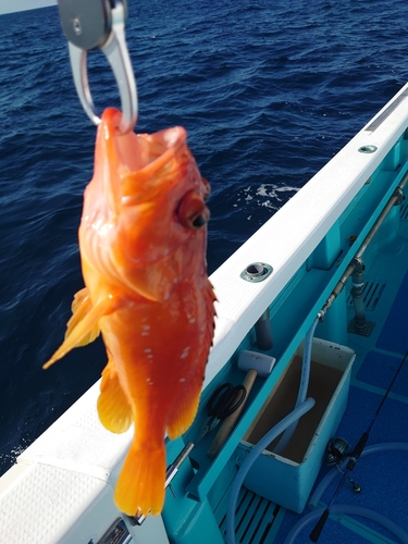 アカハタの釣果