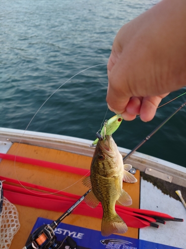 ブラックバスの釣果