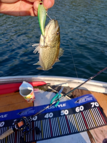 ブラックバスの釣果