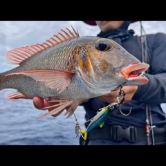 イソフエフキの釣果