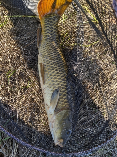 コイの釣果