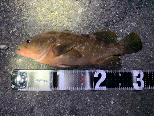 アコウの釣果