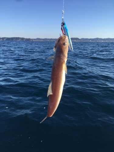 エソの釣果