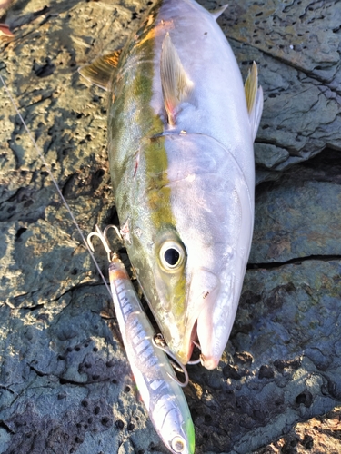 ヤズの釣果