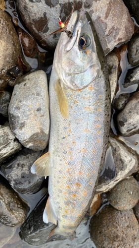 アマゴの釣果