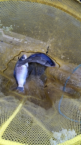 マブナの釣果