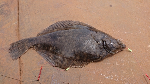 カレイの釣果