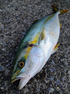 ワカシの釣果