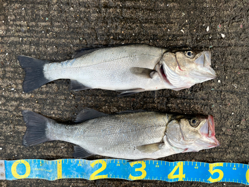 シーバスの釣果