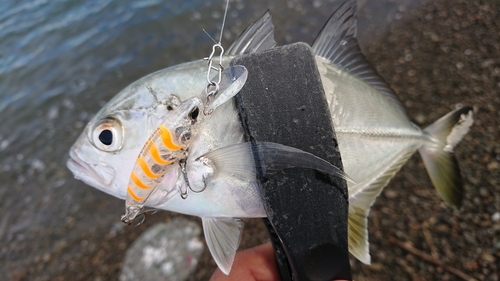 メッキの釣果