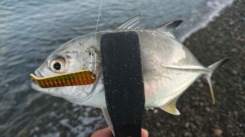 メッキの釣果