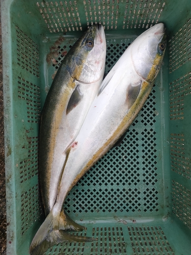 イナダの釣果