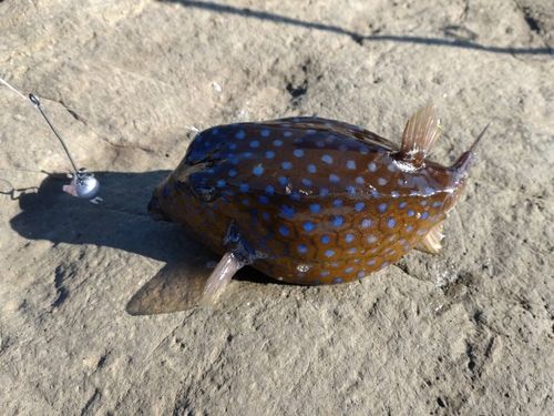 ハコフグの釣果