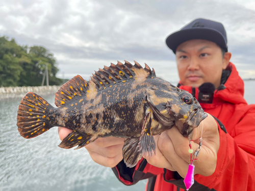 オウゴンムラソイの釣果