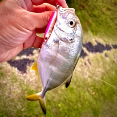 ギンガメアジの釣果