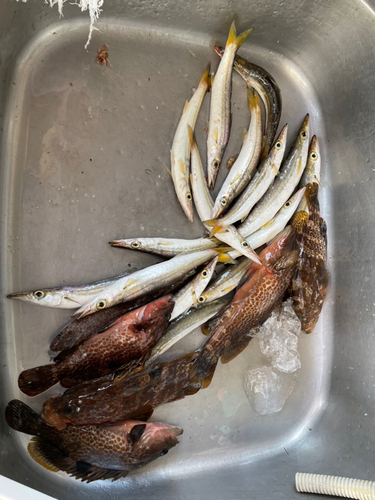 カマスの釣果