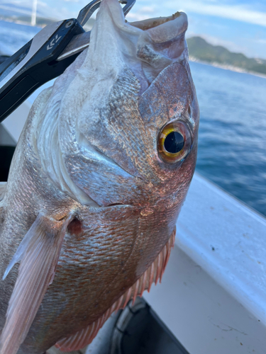 マダイの釣果