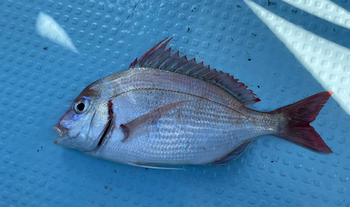 タイの釣果