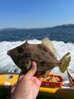 カワハギの釣果