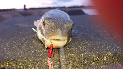 フグの釣果