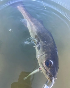 スズキの釣果