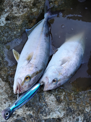 カンパチの釣果