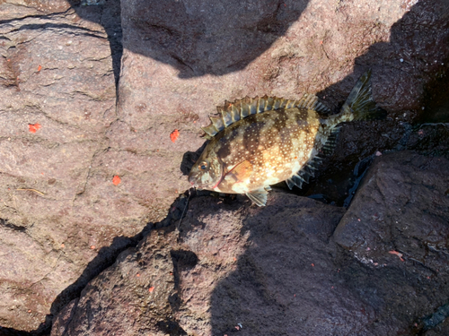 アイゴの釣果