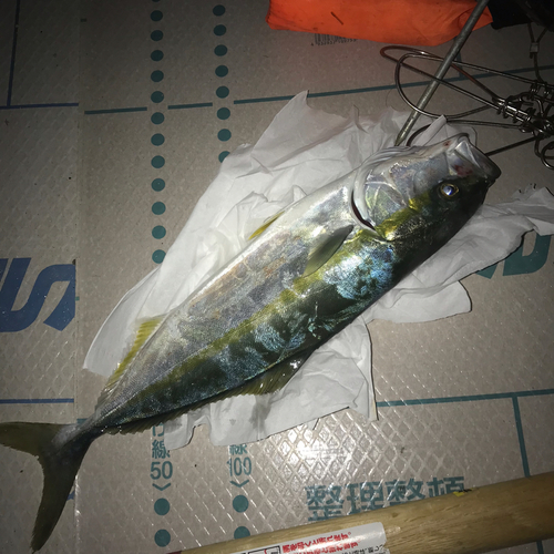 イナダの釣果