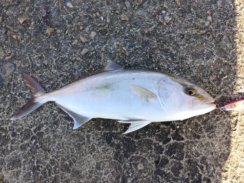 ショゴの釣果