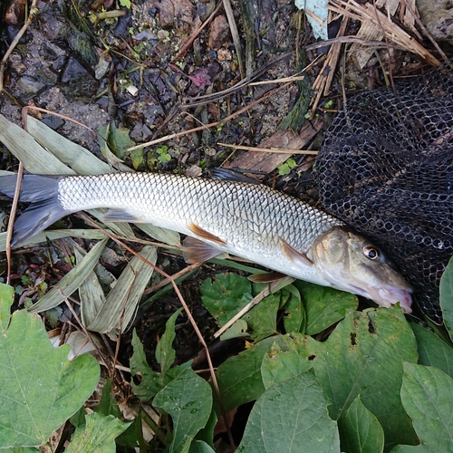 ニゴイの釣果