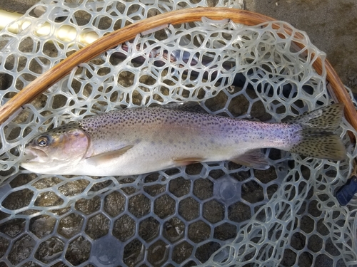 ニジマスの釣果