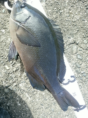 メジナの釣果