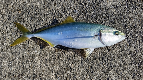 ツバスの釣果