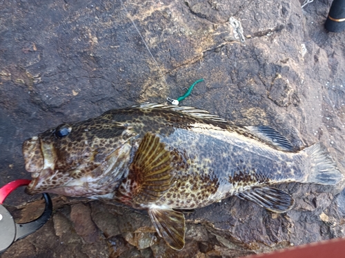 タケノコメバルの釣果