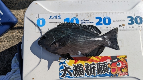 グレの釣果