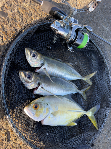 マゴチの釣果