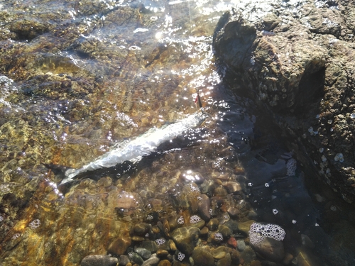 サゴシの釣果