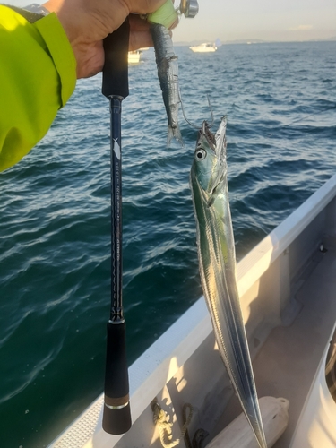 タチウオの釣果