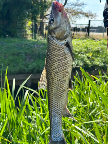 ニゴイの釣果