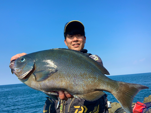 オナガグレの釣果