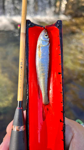 オイカワの釣果